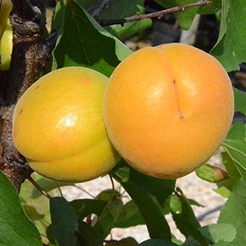 Aprikosenbaum Goldrich großfrüchtige Aprikose Halbstamm 150-170 cm 10 L Topf Unterlage St.Julien A