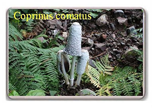 Mushrooms/Coprinus comatus/fridge/magnet...!!! - Kühlschrankmagnet