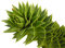 1 großer Samen Affenschwanz Tanne -Araucaria araucana- Monkeypuzzle
