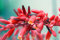 Rote Yucca Texas 5 Samen (Hesperaloe Parviflora)