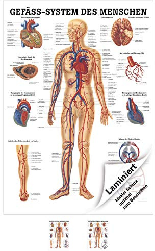 Rüdiger Gefäßsystem Poster Anatomie 70x50 cm medizinische Lehrmittel