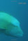 Dive Log: Tauchbuch um die schönsten Tauchgänge festzuhalten.