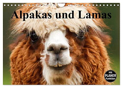 Alpakas und Lamas (Wandkalender 2025 DIN A4 quer), CALVENDO Monatskalender: Genügsame Neuweldkameliden aus Südamerika (CALVENDO Tiere)