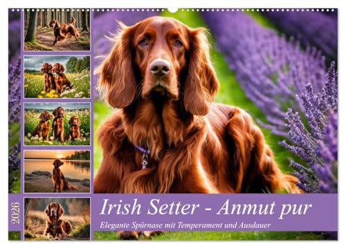 Irish Setter - Anmut pur (Wandkalender 2026 DIN A2 quer), CALVENDO Monatskalender: Elegante Spürnase mit Temperament und Ausdauer (CALVENDO Tiere)
