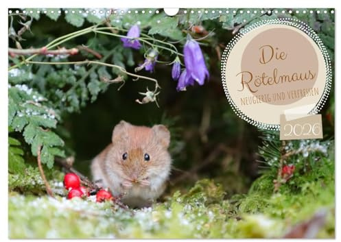 Die Rötelmaus - neugierig und verfressen (Wandkalender 2026 DIN A3 quer), CALVENDO Monatskalender: Das freche Treiben der Rötelmaus. (CALVENDO Tiere)