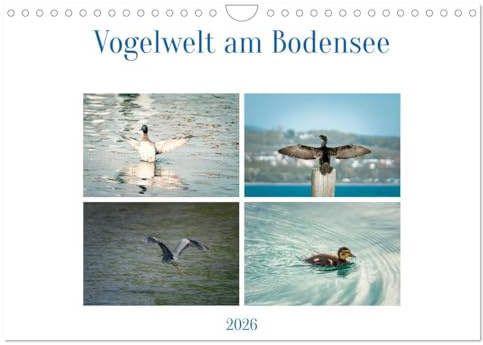 Vogelwelt am Bodensee 2026 (Wandkalender 2026 DIN A4 quer), CALVENDO Monatskalender: Typische Vögel am Bodensee (CALVENDO Tiere)