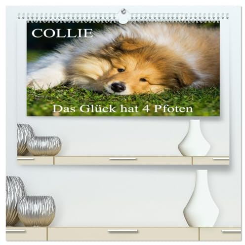 Collie - Das Glück hat 4 Pfoten (hochwertiger Premium Wandkalender 2026 DIN A2 quer), Kunstdruck in Hochglanz: Eine der schönsten Rassen, der Collie, ... Kalenderblättern (CALVENDO Tiere)