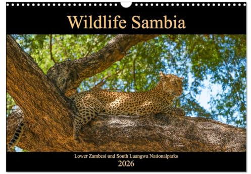 Wildlife Sambia (Wandkalender 2026 DIN A3 quer), CALVENDO Monatskalender: Sambia mit seinen wunderschönen und tierreichen Nationalparks - ein Land für Natur- und Tierliebhaber. (CALVENDO Tiere)