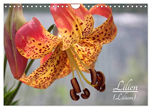 Lilien (Wandkalender 2026 DIN A4 quer), CALVENDO Monatskalender: Die Lilien (Lilium) sind eine Gattung der Familie der Liliengewächse (Liliaceae) mit rund 115 Arten. (CALVENDO Natur)