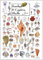 Earth Sky + Water – Sanibel & Captiva Shells & Beach Life – Poster