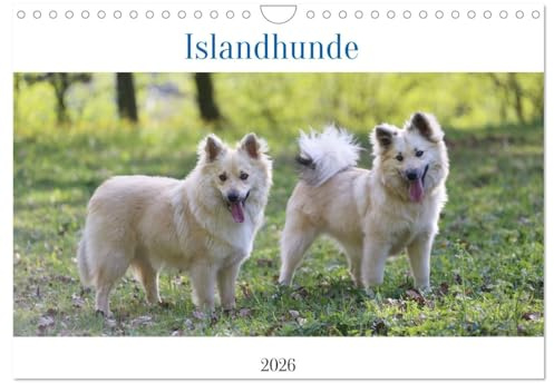Islandhunde (Wandkalender 2026 DIN A4 quer), CALVENDO Monatskalender: Isländische Schönheiten (CALVENDO Tiere)
