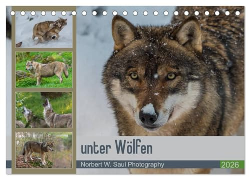 unter Wölfen (Tischkalender 2026 DIN A5 quer), CALVENDO Monatskalender: Wölfe ein Jahr mit der Kamera begleitet (CALVENDO Tiere)