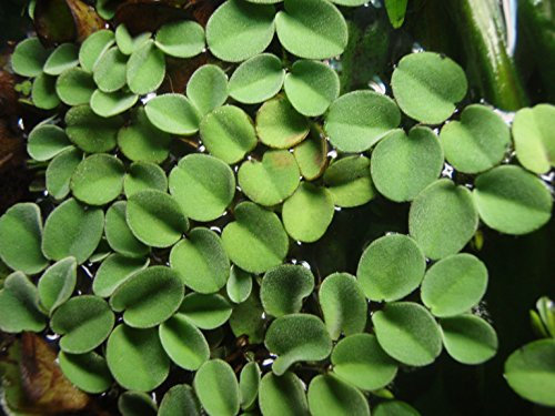 Proximus_N1 Salvinia Cucullata Acquario Piante Galleggianti