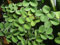 Proximus_N1 Salvinia Cucullata Acquario Piante Galleggianti
