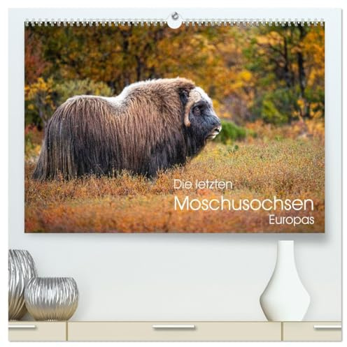 Die letzten Moschusochsen Europas (hochwertiger Premium Wandkalender 2026 DIN A2 quer), Kunstdruck in Hochglanz: Moschusochsen im norwegischen Dovrefjell Nationalpark (CALVENDO Tiere)