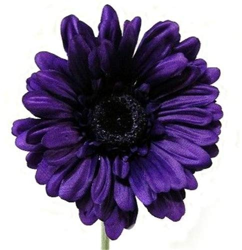 A1-Homes - Grande gerbera artificielle à tige simple - Effet très dramatique - Jardin d’intérieur, violet, Lot de 6