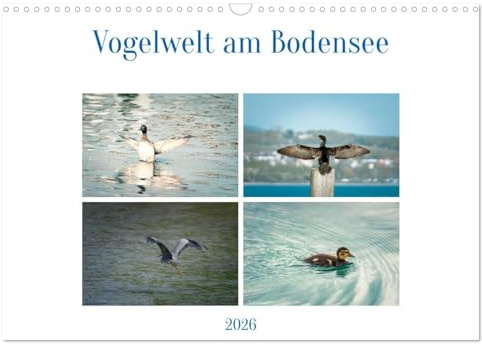 Vogelwelt am Bodensee 2026 (Wandkalender 2026 DIN A3 quer), CALVENDO Monatskalender: Typische Vögel am Bodensee (CALVENDO Tiere)