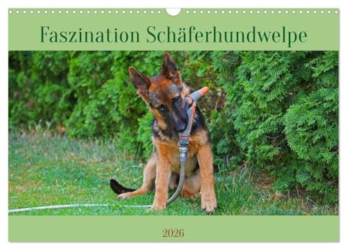 Faszination Schäferhundwelpe (Wandkalender 2026 DIN A3 quer), CALVENDO Monatskalender: Ausgewählte Fotomotive eines Schäferhundwelpen beim Spiel (CALVENDO Tiere)