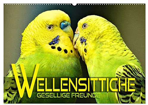 Wellensittiche - gesellige Freunde (Wandkalender 2026 DIN A2 quer), CALVENDO Monatskalender: Bezaubernde Bilder niedlicher Wellis unterschiedlicher Farbgebung (CALVENDO Tiere)