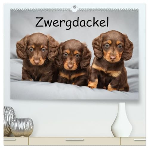 Zwergdackel von Kadi (hochwertiger Premium Wandkalender 2026 DIN A2 quer), Kunstdruck in Hochglanz: Das bunte Dackelleben (CALVENDO Tiere)
