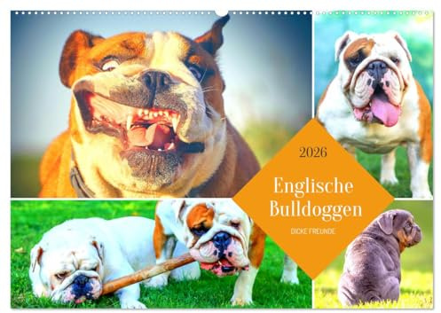 Dicke Freunde. Englische Bulldoggen (Wandkalender 2026 DIN A2 quer), CALVENDO Monatskalender: Sensible Dickköpfe mit großem Herz! (CALVENDO Tiere)