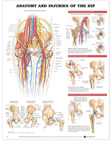 Anatomy and Injuries of the Hip Anatomical