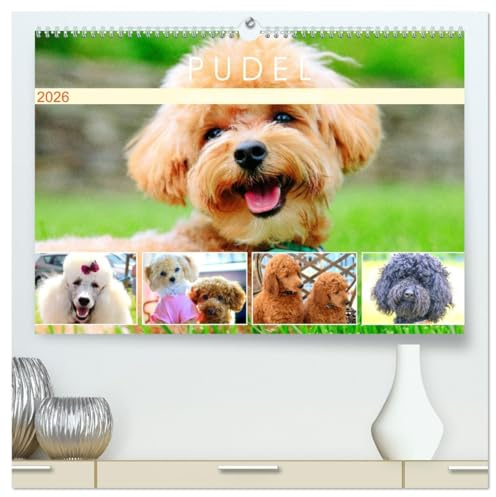 Pudel. Lustige Allrounder im Wollfell (hochwertiger Premium Wandkalender 2026 DIN A2 quer), Kunstdruck in Hochglanz: Die begabten und liebenswerten Frohnaturen! (CALVENDO Tiere)