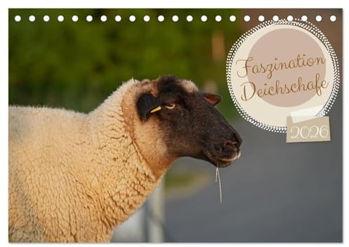 Faszination Deichschafe (Tischkalender 2026 DIN A5 quer), CALVENDO Monatskalender: Tierisch süße Rasenmäher an der Nordseeküste (CALVENDO Tiere)