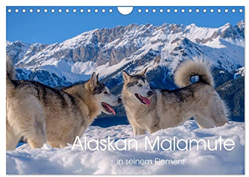 Alaskan Malamute in seinem Element (Wandkalender 2026 DIN A4 quer), CALVENDO Monatskalender: Majestätische Hunde des Hohen Nordens (CALVENDO Tiere)