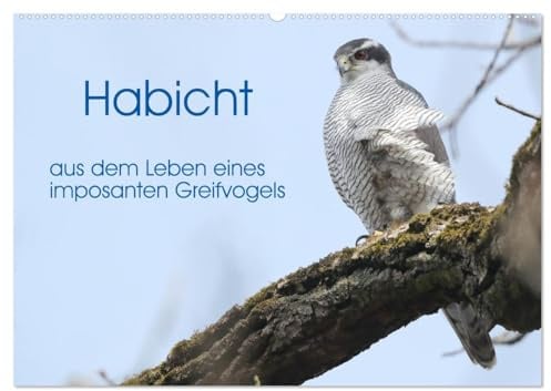 Habicht - aus dem Leben eines imposanten Greifvogels (Wandkalender 2026 DIN A2 quer), CALVENDO Monatskalender: Die Abbildungen zeigen Verhaltenssituationen aus dem Leben der Habichte. (CALVENDO Tiere)