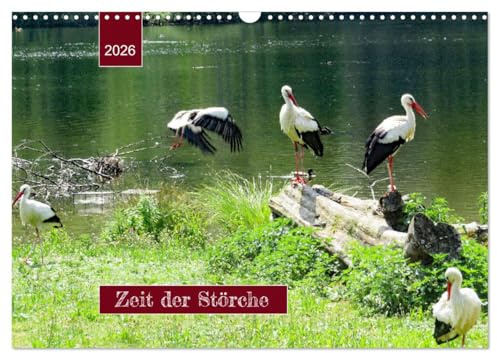 Zeit der Störche (Wandkalender 2026 DIN A3 quer), CALVENDO Monatskalender: Aus dem Leben der Weißstörche ... (CALVENDO Tiere)