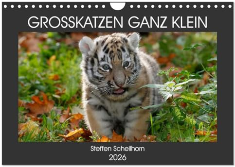 GROSSKATZEN GANZ KLEIN (Wandkalender 2026 DIN A4 quer), CALVENDO Monatskalender: süsse Raubkatzenbabies im Porträt (CALVENDO Tiere)