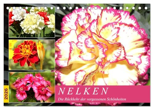 Nelken. Die Rückkehr der vergessenen Schönheiten (Tischkalender 2026 DIN A5 quer), CALVENDO Monatskalender: Nelken duften herrlich und sie blühen üppig und farbenfroh. (CALVENDO Natur)