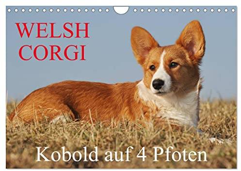 Welsh Corgi - Kobold auf 4 Pfoten (Wandkalender 2026 DIN A4 quer), CALVENDO Monatskalender: Welsh Corgi Pembroke und Cardigan in beiden ... Sigrid Starick (CALVENDO Tiere)