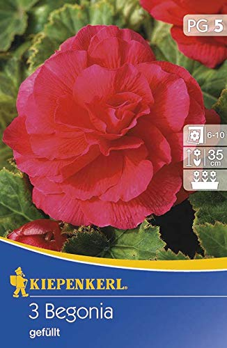 Gefüllte Begonie rot | Gefüllte-Begonienzwiebeln von Kiepenkerl