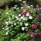 18 X Immergrüne Kletterpflanzen (Clematis & Efeu) für eine 2 meter 100% Sichtschutz Hecke (blickdicht) | ClematisOnline