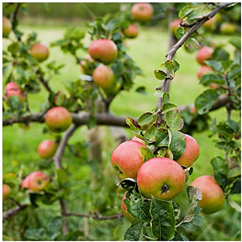Bramley's Seedling Apple Tree 4-5ft,Ready to Fruit,The Most Popular Cooker 3fatpigs®
