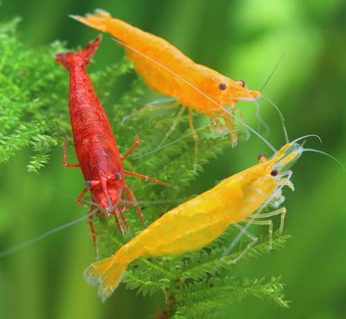 Garnelen Feuer Garnelenmix L | Neocaridina davidi für Aquarium & NanoCube fürs Aquarium - je 4X Yellow Fire, Red Fire Orange Fire 12 Stück