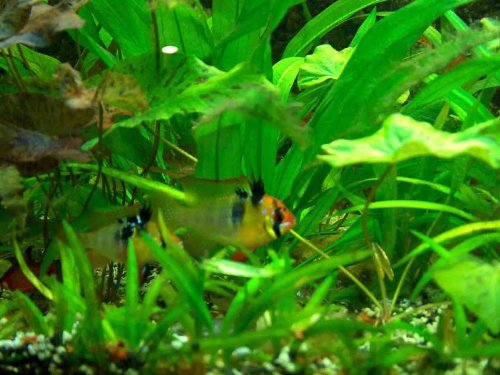 50 Wasserpflanzen + 4 Topf + Mooskugeln + Javamoos uvm, Aquariumpflanzen