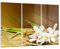 Mehrteilige Bilder auf Glas 165x110cm Glasbild Asien spa bambus blume Groß XXL Wanddeko Schlafzimmer Küche Set 3 teilige Wandbilder Dekoration Wohnzimmer Modern Wand Kunstdruck Art GCE165x110-2499