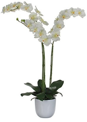 MICA VB 346932 Nachtfalter-Orchidee, Höhe 100 cm