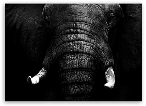 ge Bildet Bild auf Leinwand | Elefant - schwarz weiß in 100x70 cm als Wandbild | Wand-deko Dekoration Wohnung modern Bilder | 1086
