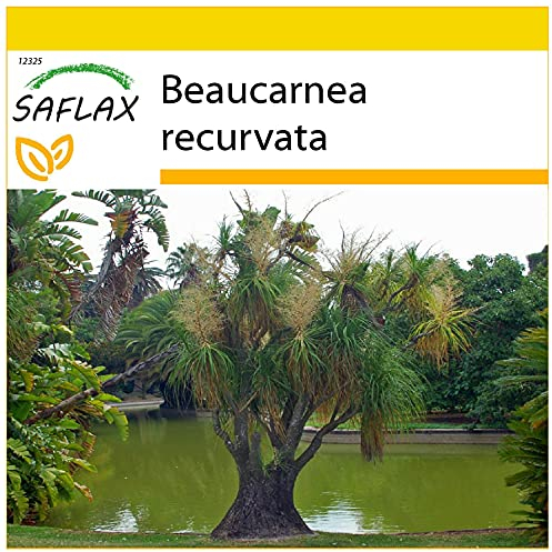 SAFLAX - Anzucht Set - Elefantenfuß/Flaschenbaum - 10 Samen - Mit Mini-Gewächshaus, Anzuchtsubstrat und 2 Töpfen - Beaucarnea recurvata