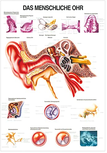 Sport-Tec Das Ohr Lehrtafel Anatomie 100x70 cm medizinische Lehrmittel