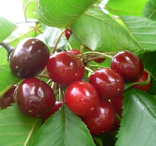 Hedelfinger Riesen Kirsche Busch kleinbleibend ca. 110-140 cm 10 L. Topf, G5