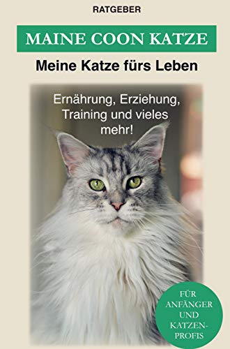 Maine Coon Katze: Erziehung, Ernährung und Pflege der Maine Coon