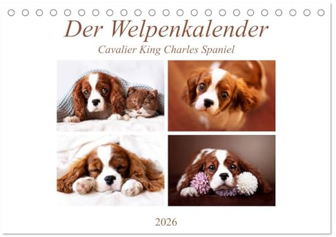 Der Welpenkalender - Cavalier King Charles Spaniel (Tischkalender 2026 DIN A5 quer), CALVENDO Monatskalender: Mit süßen Welpen durch das Jahr (CALVENDO Tiere)