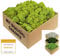 GJS Islandmoos - konserviertes Moos in 200g/500g/1kg/4kg für Moosbilder, als Deko oder zum Basteln (hellgrün, 1kg)