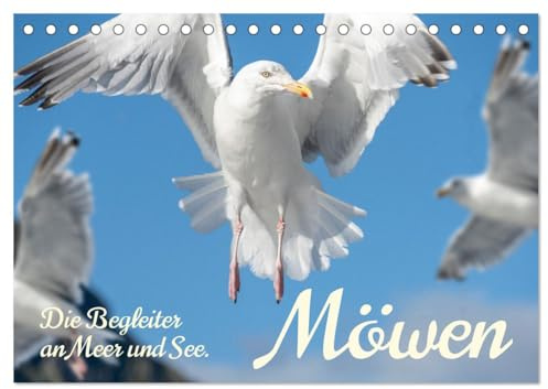 Möwen die Begleiter an Meer und See (Tischkalender 2026 DIN A5 quer), CALVENDO Monatskalender: Überall an Gewässern und am Meer findet man sie, die Möwen. (CALVENDO Orte)