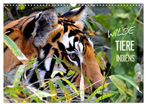 Wilde Tiere Indiens (Wandkalender 2026 DIN A3 quer), CALVENDO Monatskalender: Bedrohte Tierarten in Indien. (CALVENDO Tiere)